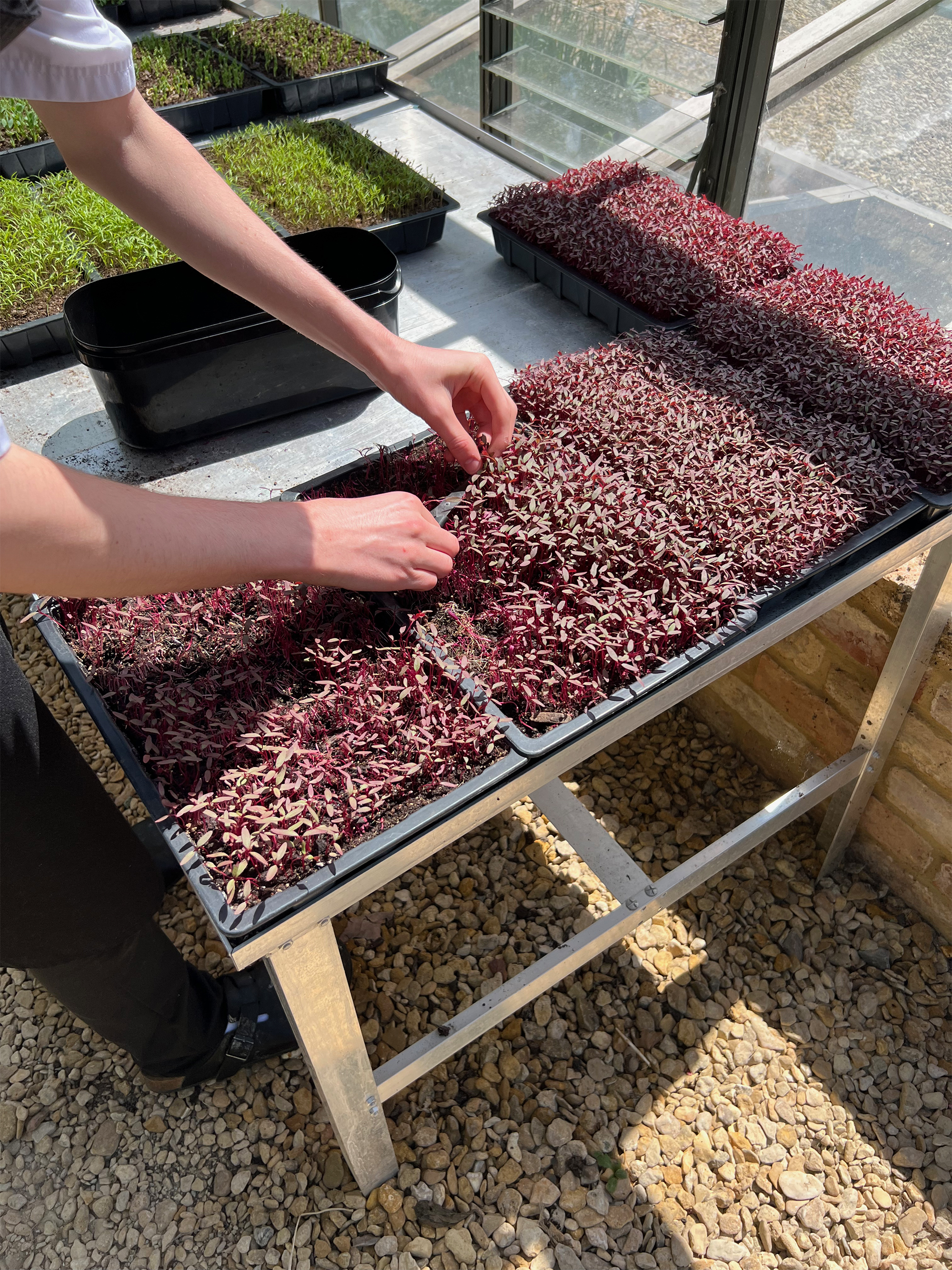 Close up shot of a chef harvesting microgreens in a sunny greenhouse