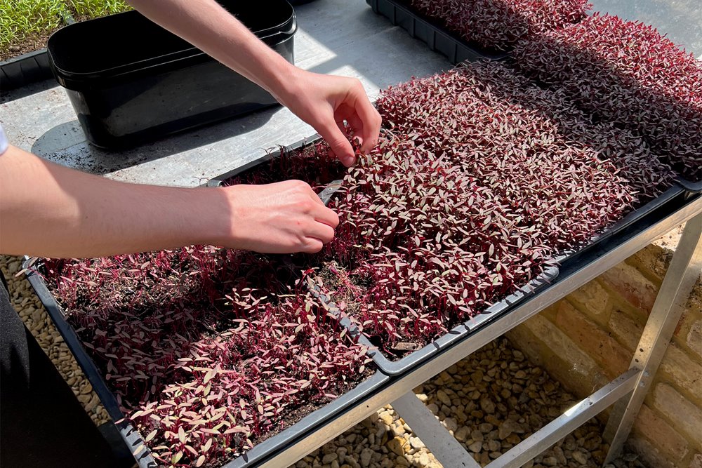 Close up shot of a chef harvesting microgreens in a sunny greenhouse