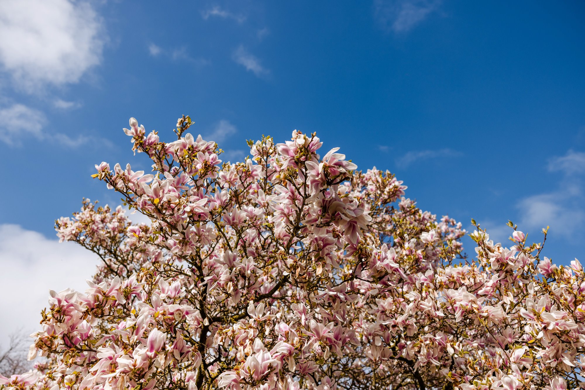 magnolia against blue skies in walled garden wedding venue elmore court in the cotswolds