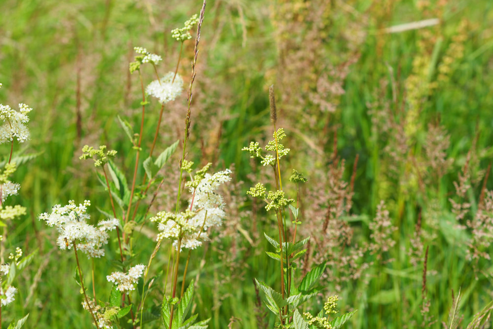 Our Re-wilding project: Grasses