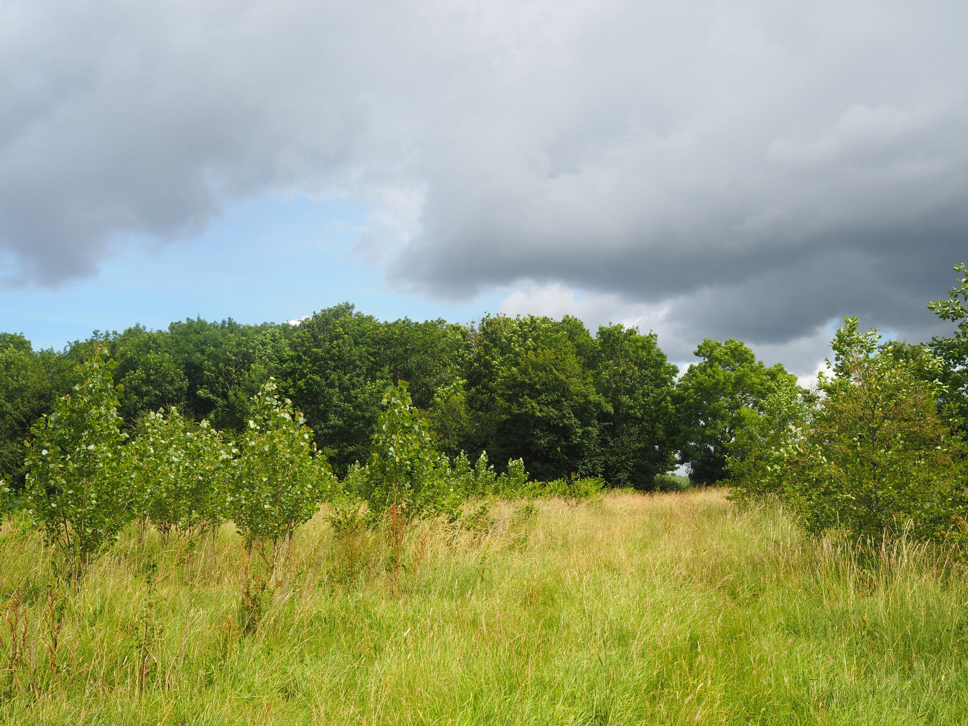 Colourful fields and woodland in the rewilding project at eco wedding venue elmore court