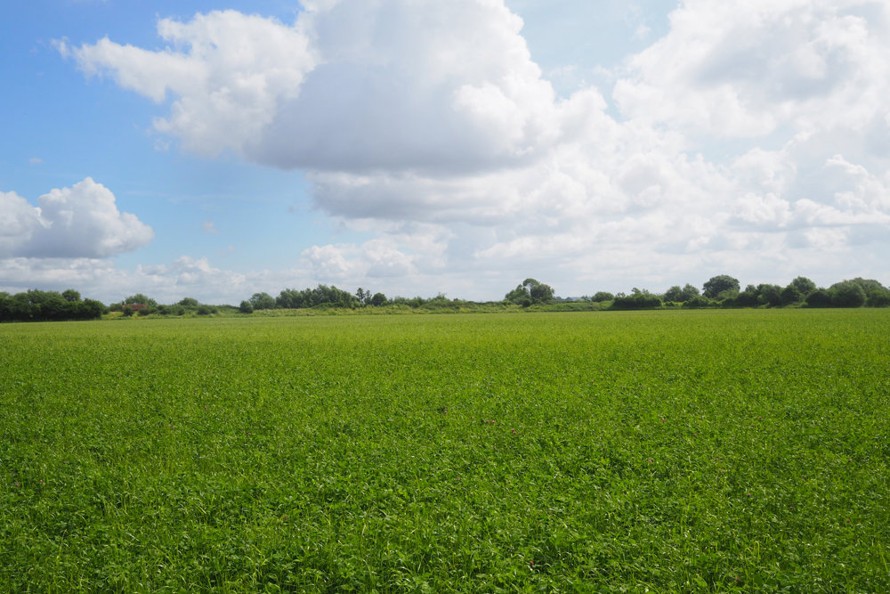 Our Re-wilding project: Grasses
