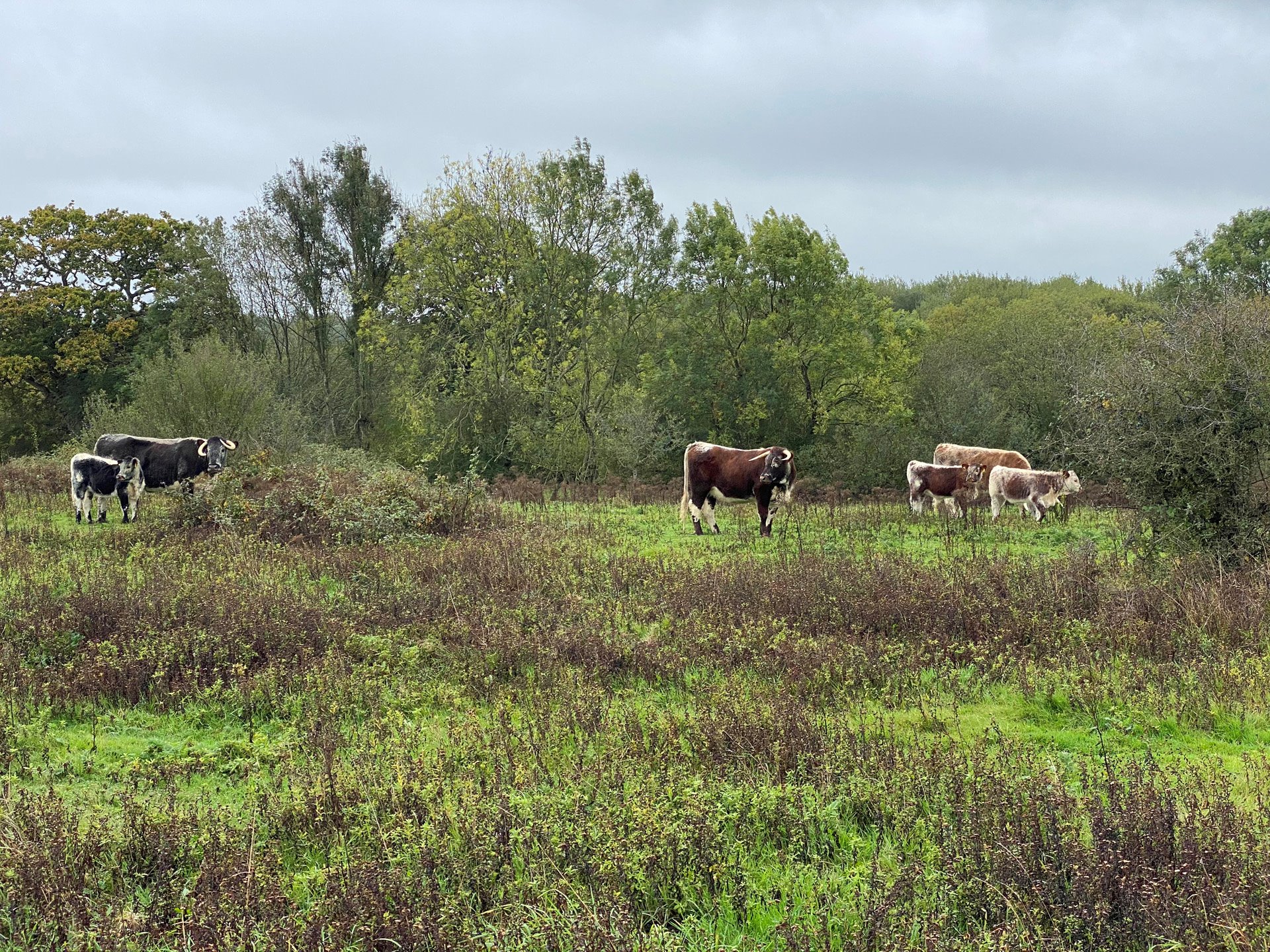 Wild cattle grazing at knepp estate rewilding project in Suusex