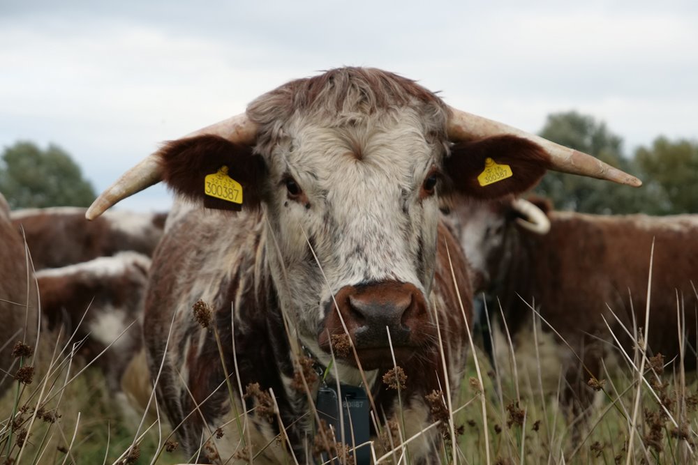 Beautiful cow with long horns and fence free bell around its neck at rewilding project elmore court