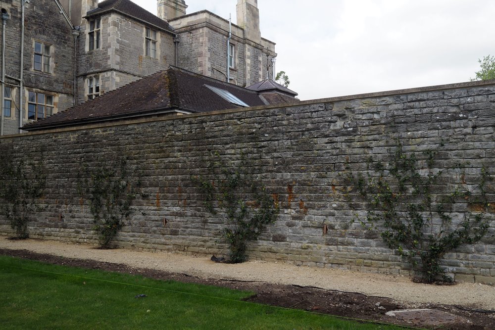 Star jasmine just planted on the walls of the Gillyflower path