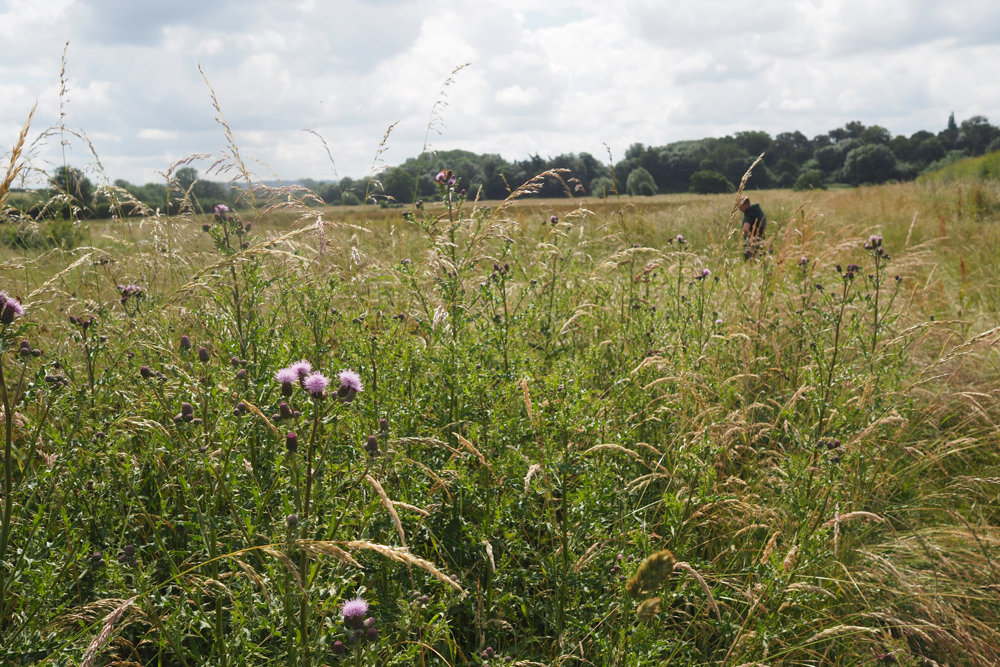Our Re-wilding project: Grasses