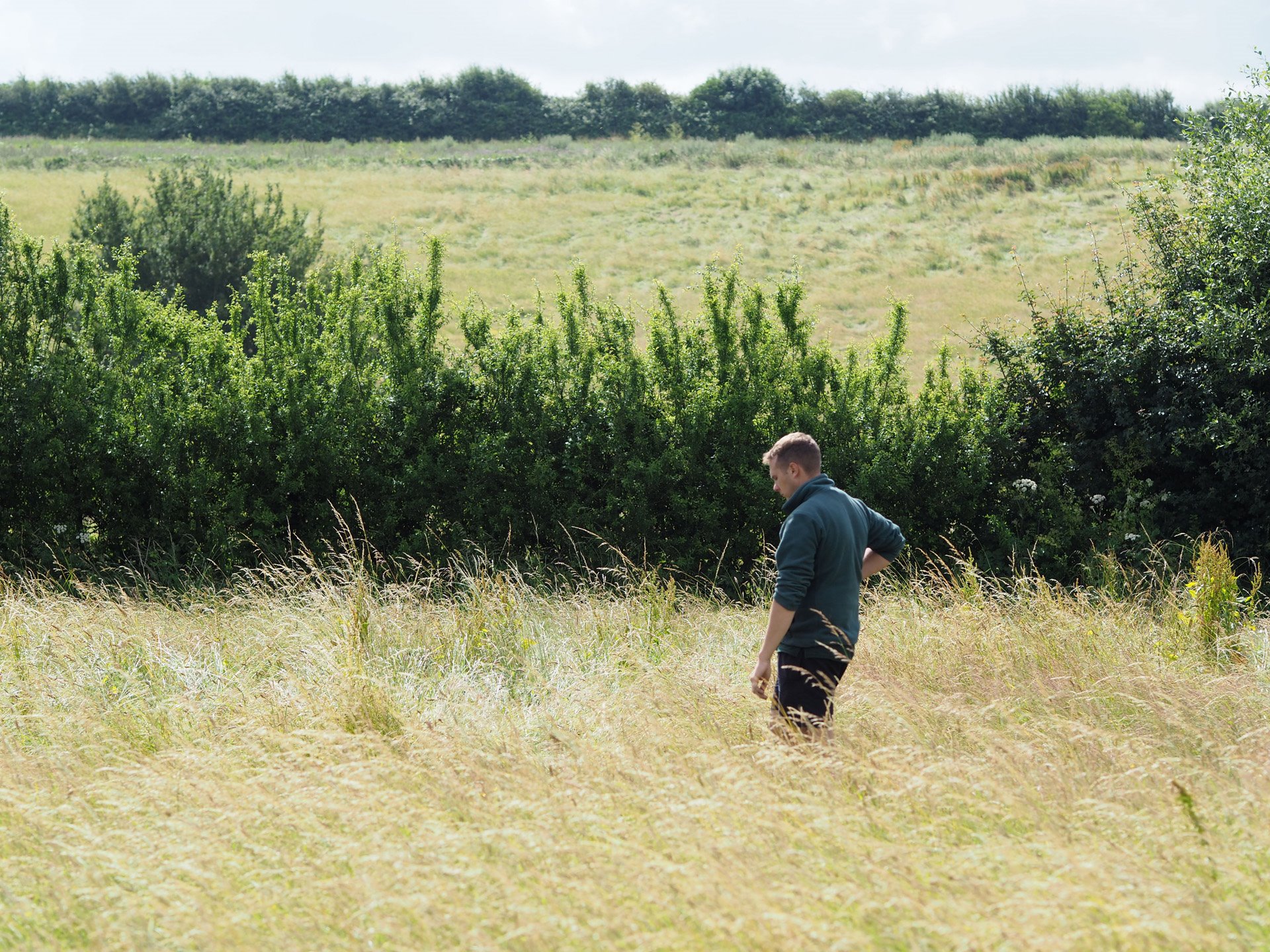 Head groundsman walking through long grasses of the rewilding land in cotswolds
