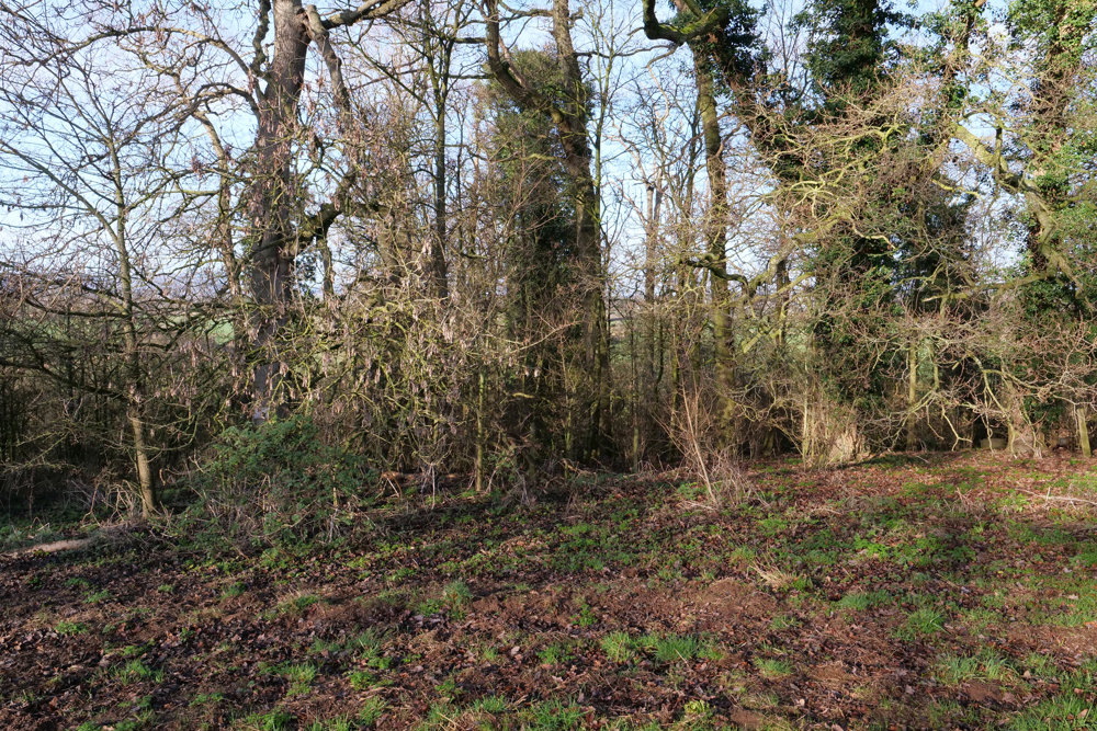 Our treehouse cabins are taking root