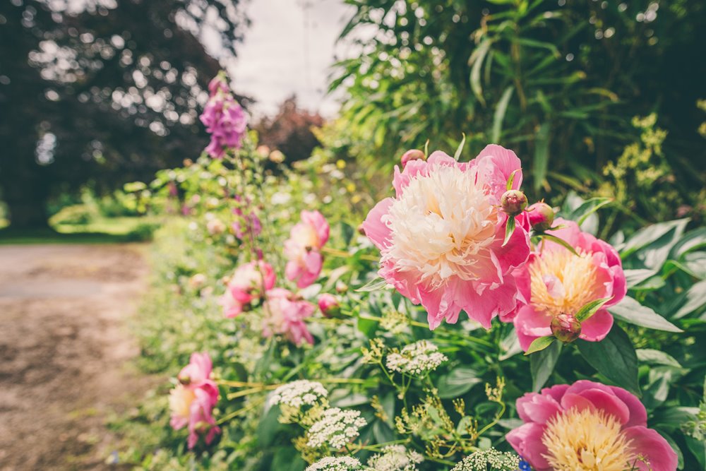 Big pink blousy flowers for summer 2021 weddings