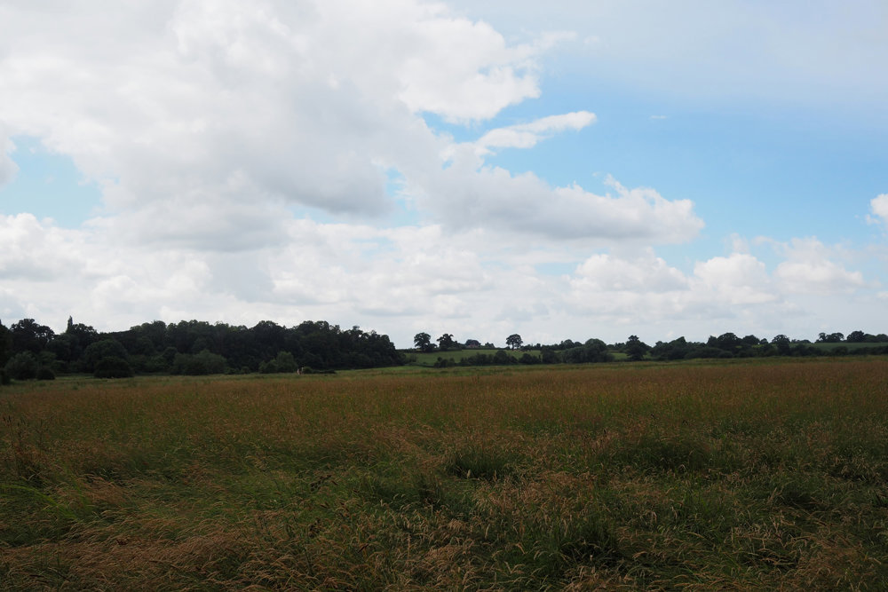 Our Re-wilding project: Grasses