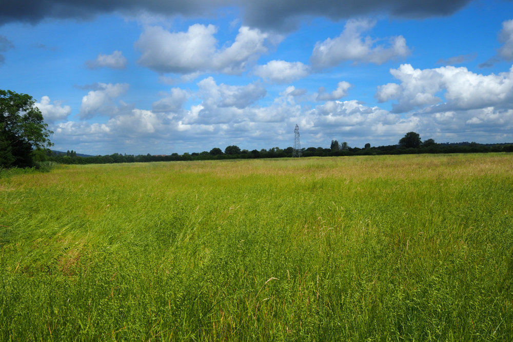 Our Re-wilding project: Grasses