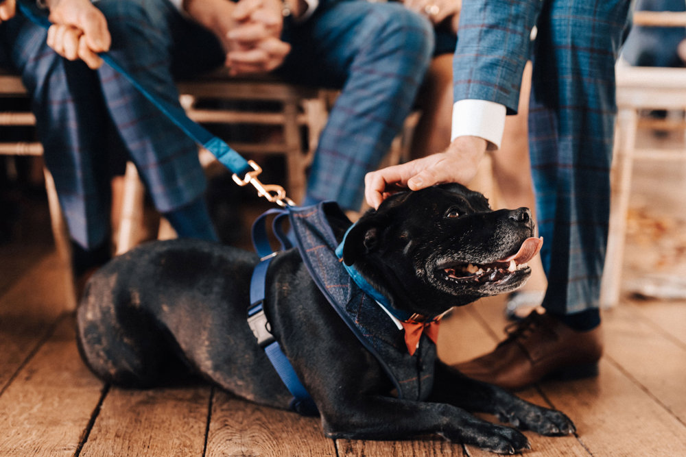 rescue dog at a wedding ceremony in the cotswolds