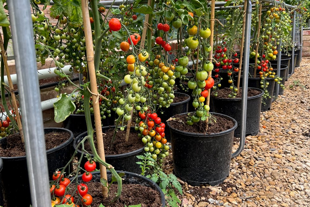 Rows of tomatoes in a greenhouse, hanging on their vines, ripening in the summer sun