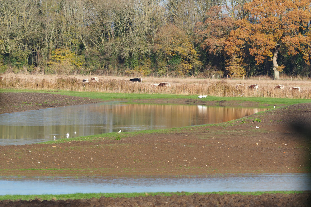 Staying In The Trees