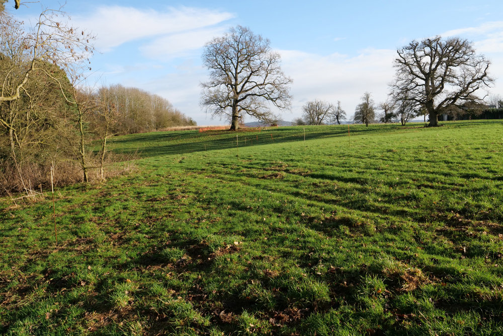 Our treehouse cabins are taking root