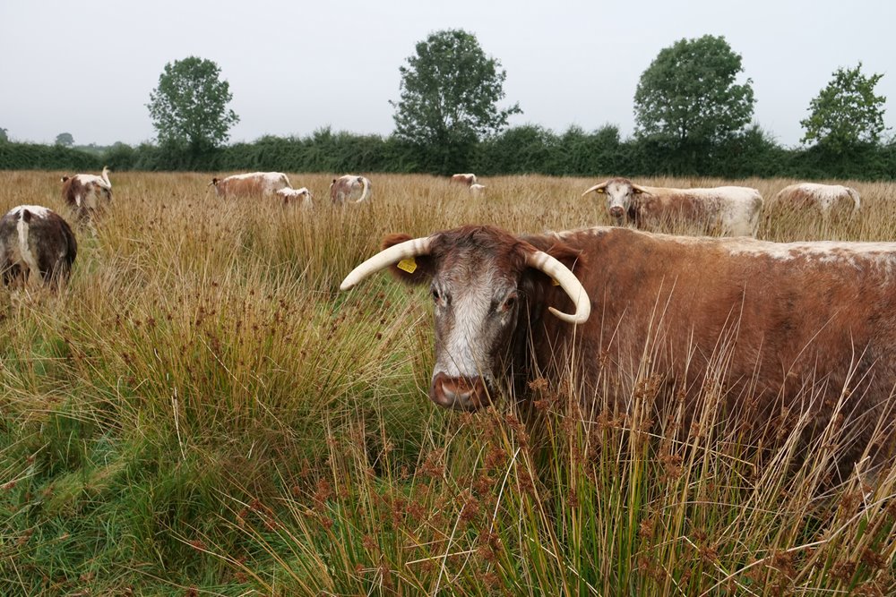 Cow with long horns in wild grasslands at rewilding project at wedding venue elmore court