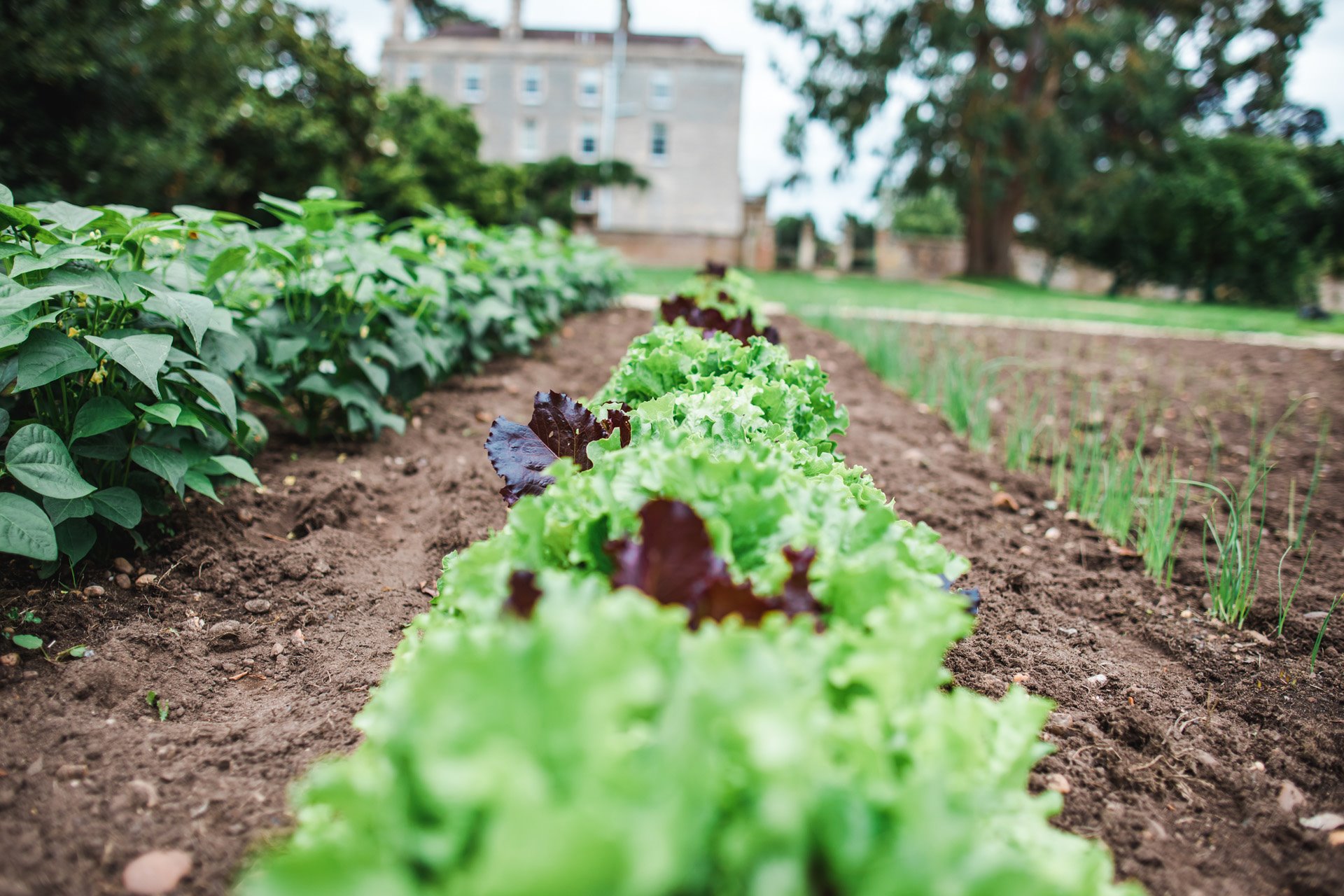 Lettuces in neat rows growing in the walled garden at Elmore Court ready for summer salads on the wedding menu