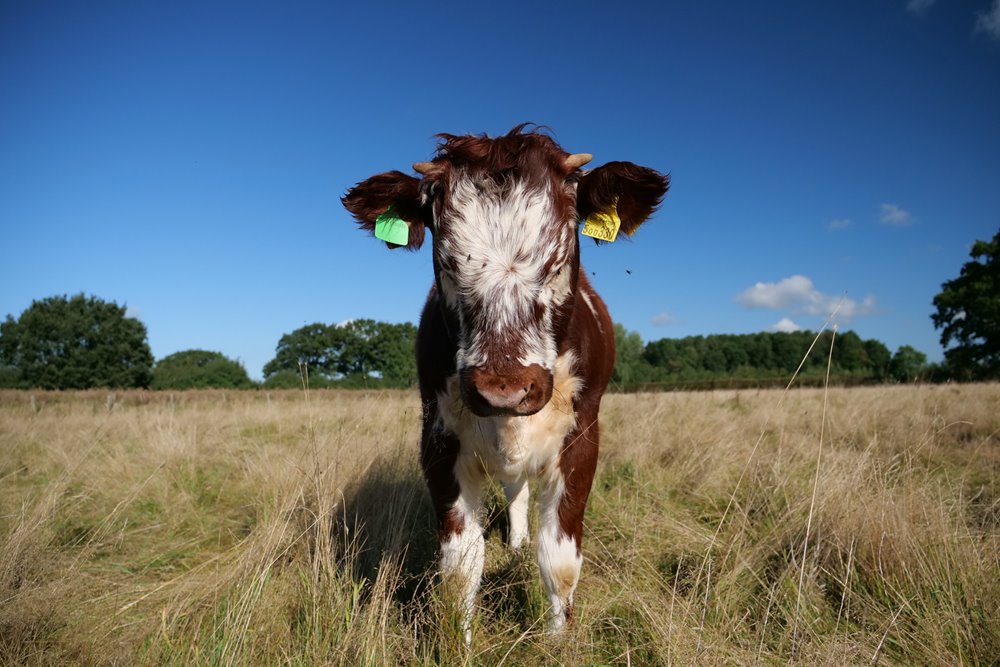 Longhorn calf with wooly coat at rewilding project at wild wedding venue Elmore Court