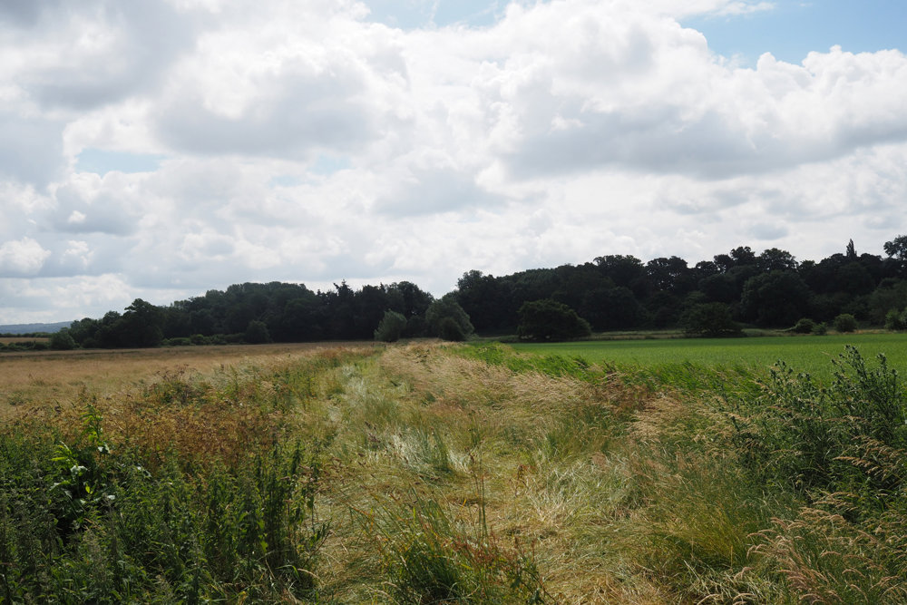 Our Re-wilding project: Grasses