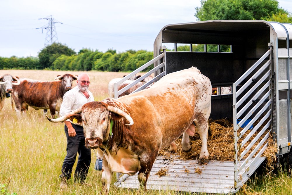A large English Longhorn bull walking off of a trailer into a large field in the Cotswolds