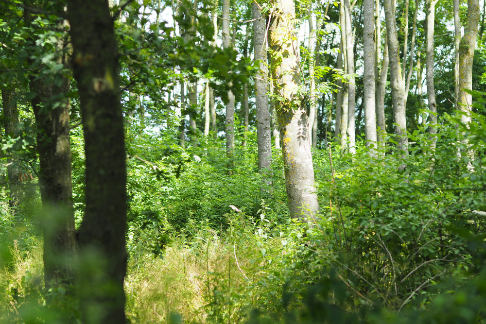 Our Re-wilding project: Grasses